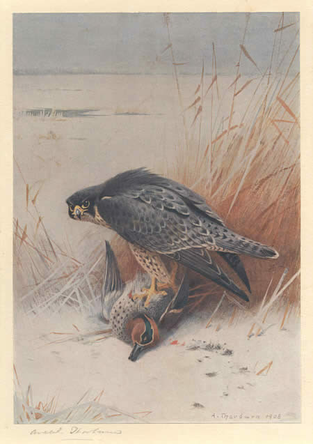Archibald Thorburn Peregrine Falcon on Teal